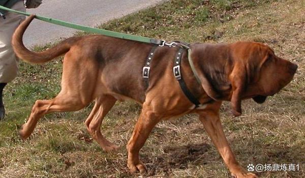三角洲寻血猎犬怎么这么多(三角洲寻血猎犬为什么这么多?) 三角洲寻血猎犬怎么这么多(三角洲寻血猎犬为什么这么多?)